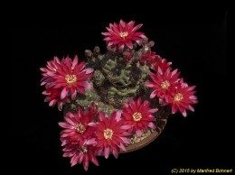 Gymnocalycium baldianum 148